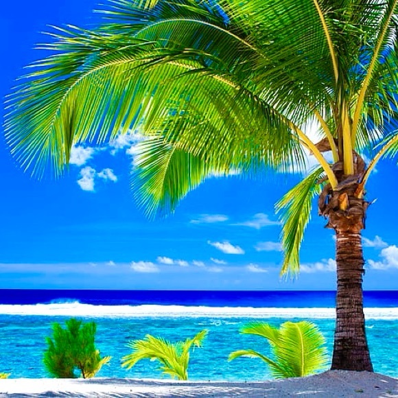 🌴🌺🌴🌺🌴🌺🌴🌺🌴🌺🌴🌺🌴🌺🌴🌺🌴 - Picture 7 of 7